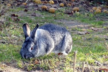 Cute Bunny Rabbit in the Grasslands
