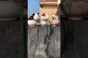 Funny and Cute Baby Rabbit Videos, Lovely Rabbit EP# 31