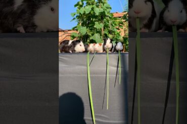 Funny and Cute Baby Rabbit Videos, Lovely Rabbit EP# 15