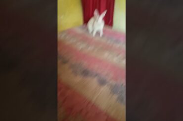 cute bunny || #shorts