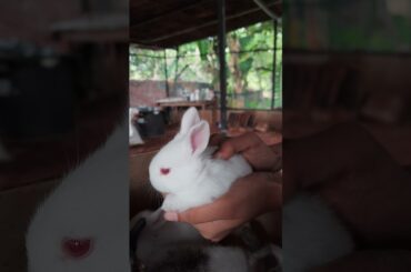 cute bunny,cute rabbit