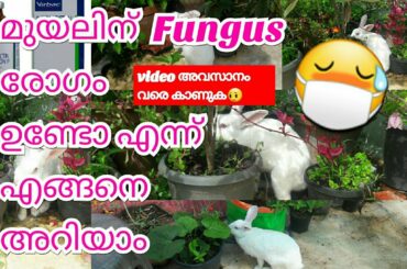 Fungal Infection of Rabbit | Ivermectin injection for rabbits |#ivermectin | Muyal Valarthal |