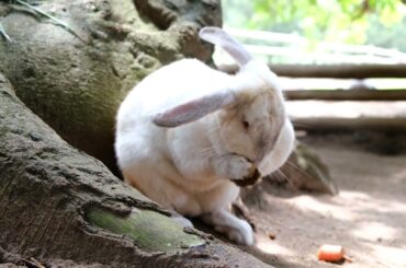 Cute Rabbit Video | Cute Animal Video