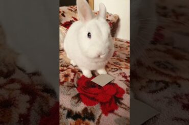 Cute Bunny 2021 Video #Shorts