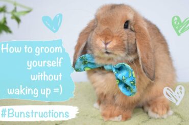 How a bunny grooms himself - Bunstraction for busy rabbits :) - Cute rabbit Pepper