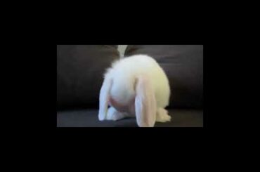 CUTE RABBIT WASHING HIS FACE||CUTE MOVEMENT||#SHORTS
