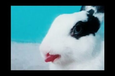 |rabbit liking | ||cute  rabbit  toung|| #rabbit_trending #my_binni #my_rabbit #my_cute_binni