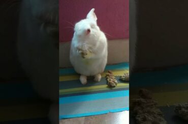 This cute bunny video will definitely make you happy and stress free |Cute Rabbit Hunny D Bunny|