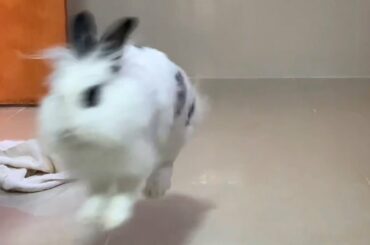 Cute Bunny Binky and Zooming Around! | Lily Bobtail happy