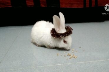 Cute Baby Bunny Looking So PRETTY!