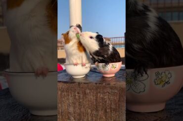 Funny and Cute Baby Rabbit Videos, Lovely Rabbit EP# 9