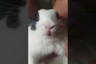 MY RABIT BITE || my  cute  Binni  || my  cute  rabbit  // #my_binni #my_cute_binni_and_bunny