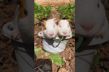 Funny and Cute Baby Rabbit Videos, Lovely Rabbit EP# 19