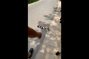 Funny and Cute Baby Rabbit Videos, Lovely Rabbit EP# 6