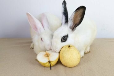 Cute Rabbit Eating Fruit ASMR