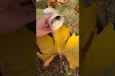 Funny and Cute Baby Rabbit Videos, Lovely Rabbit EP# 37