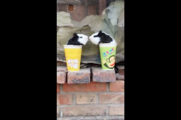 Funny and Cute Baby Rabbit Videos, Lovely Rabbit EP# 26