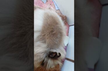 Cute bunny Video #shorts