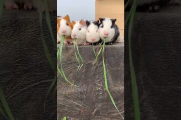 Funny and Cute Baby Rabbit Videos, Lovely Rabbit EP# 36