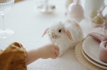 Cute rabbit compilation.brighten up your mood.