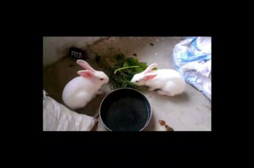 My cute Rabbit