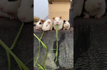 Funny and Cute Baby Rabbit Videos, Lovely Rabbit EP# 35