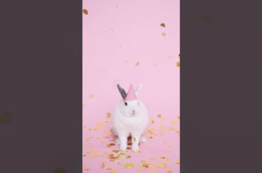 Cute Bunny Wearing a Party Hat | Cutest Animals 28 #shorts