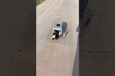 Funny and Cute Baby Rabbit Videos, Lovely Rabbit EP# 13