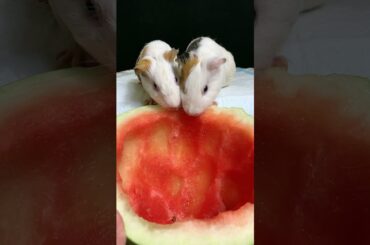 Funny and Cute Baby Rabbit Videos, Lovely Rabbit EP# 27