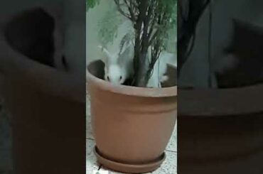 Funny and Cute Baby Bunny Rabbit Videos  Baby Animal Video VLOG # 03