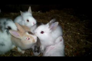 Cute Rabbit and Bunny Tour. Rabbit and Bunny