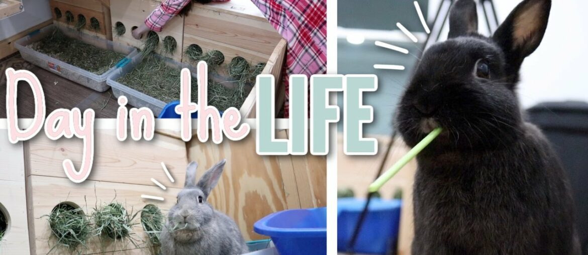 A Day in the Life as a Rabbit Owner! Rabbit Daily Care Routines A Day in the Life as a Rabbit Owner! Rabbit Daily Care Routines