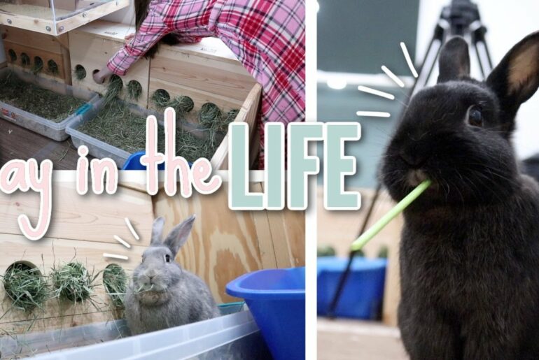 A Day in the Life as a Rabbit Owner! Rabbit Daily Care Routines
