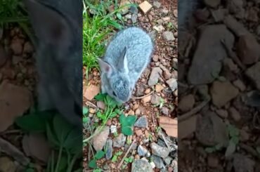 Cute rabbit playing with it's mother