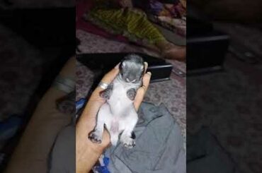 Sleeping cute baby rabbit #shorts  #babybunny