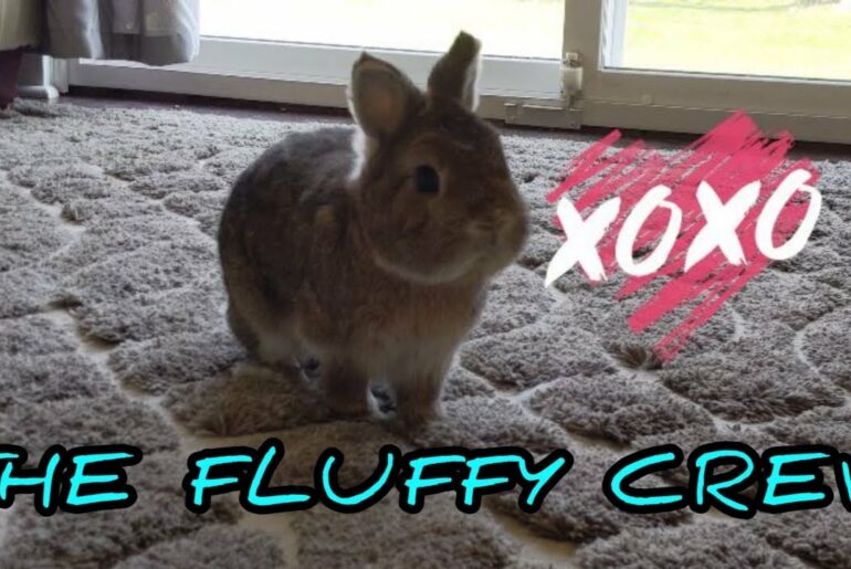 Cute Rabbits | Gizmo Rabbit | The Fluffy Crew