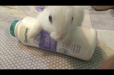 cute rabbit videos || cute baby rabbits