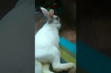 Bunny on a lazy day | Cute Rabbit Hunny D Bunny| #HunnyDBunny #bunny #rabbit #shorts