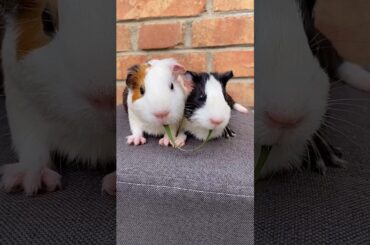 Funny and Cute Baby Rabbit Videos, Lovely Rabbit EP# 18