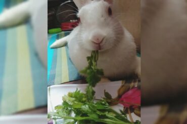 Cute rabbit eating compilation | Cute Rabbit Hunny D Bunny| #rabbit #bunny