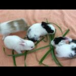 Cute Bunny Rabbits Compilation | A Pet Show