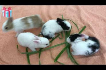 Cute Bunny Rabbits Compilation | A Pet Show