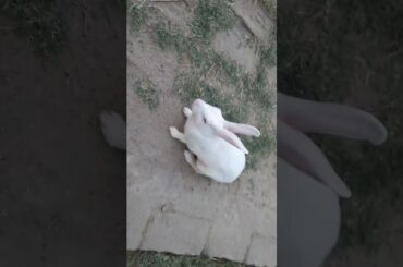 funny cute rabbit #short video #
