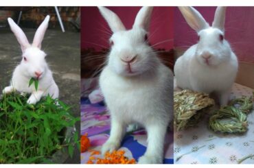 Cute Bunny Photos Compilation| Cute Rabbit Hunny D Bunny| #rabbit #bunny