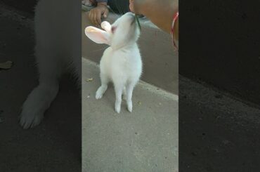 Cute bunny
