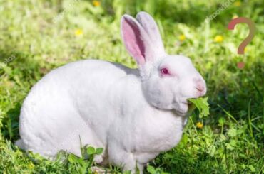 30 days rabbit eating, cute rabbit eating.
