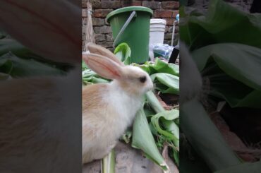 Cute Bunny Rabbit Funny Moments #shorts