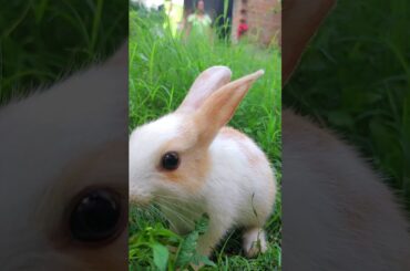 Cute Bunny Rabbit Playing #Shorts