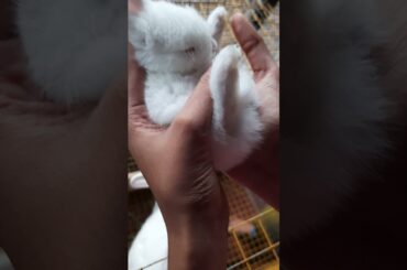 cute bunny