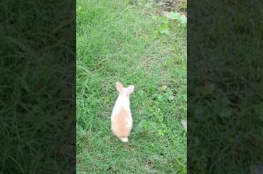 Cute Bunny Rabbit Playing in Grass #shorts